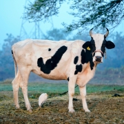 pexels-ankit-rainloure-1425442-30386952